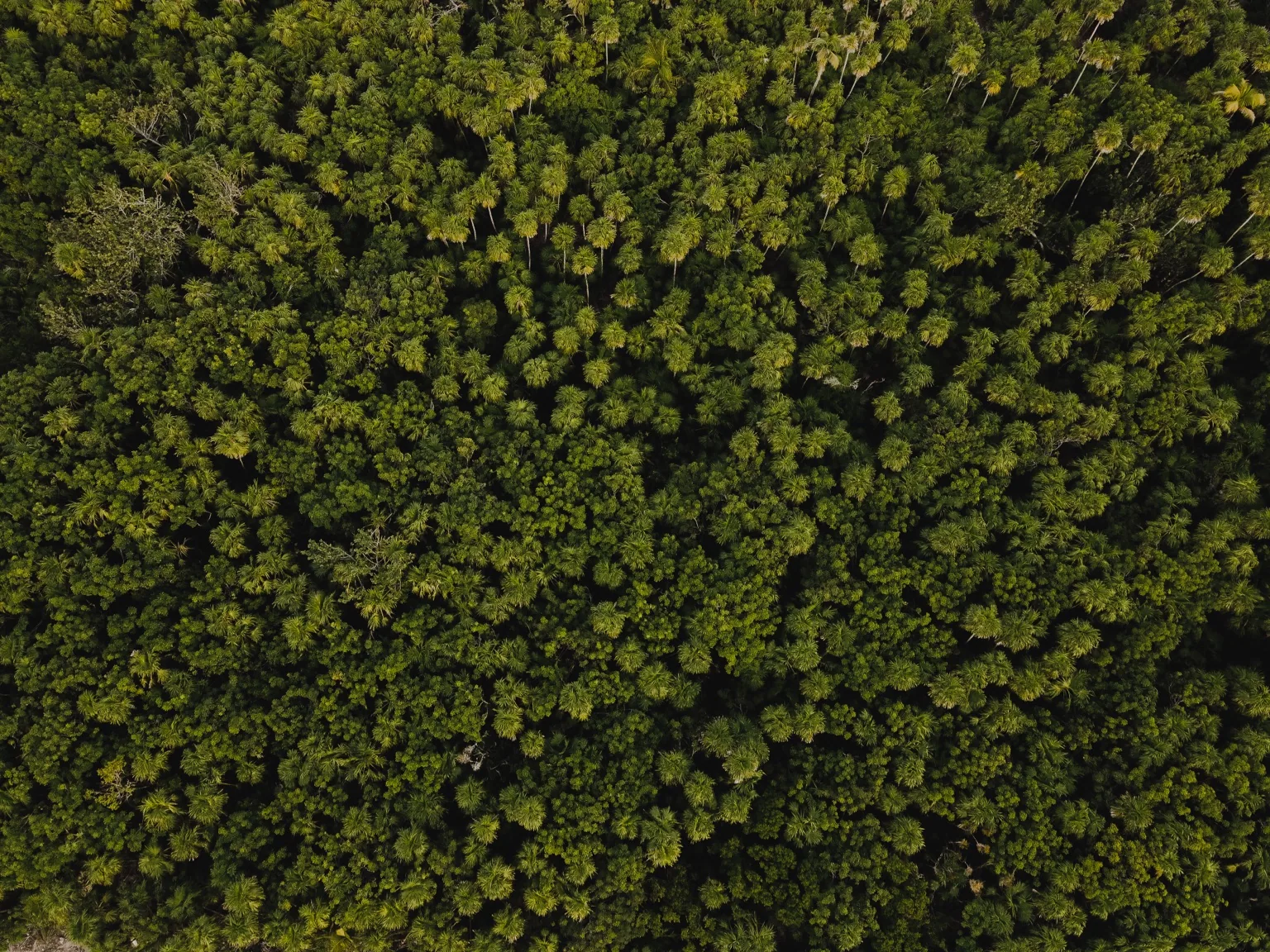 Nômade Tulum — Jungle canopy — drone