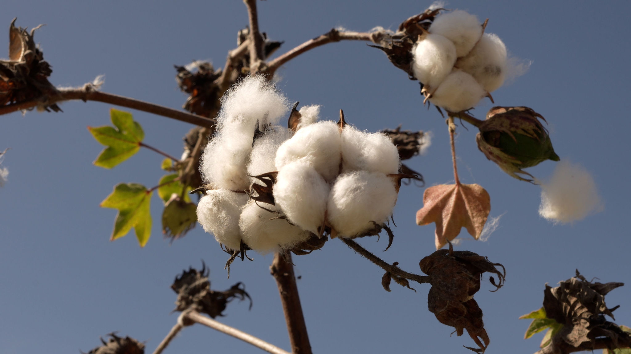TRIBU Life — cotton growing under the Baja sky