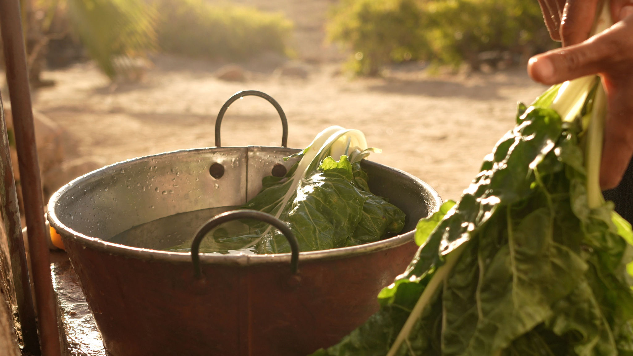 TRIBU Life — freshly harvested greens being washed