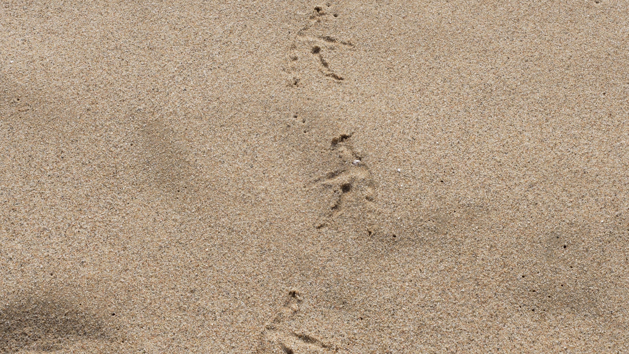 TRIBU Life — traces across the sand