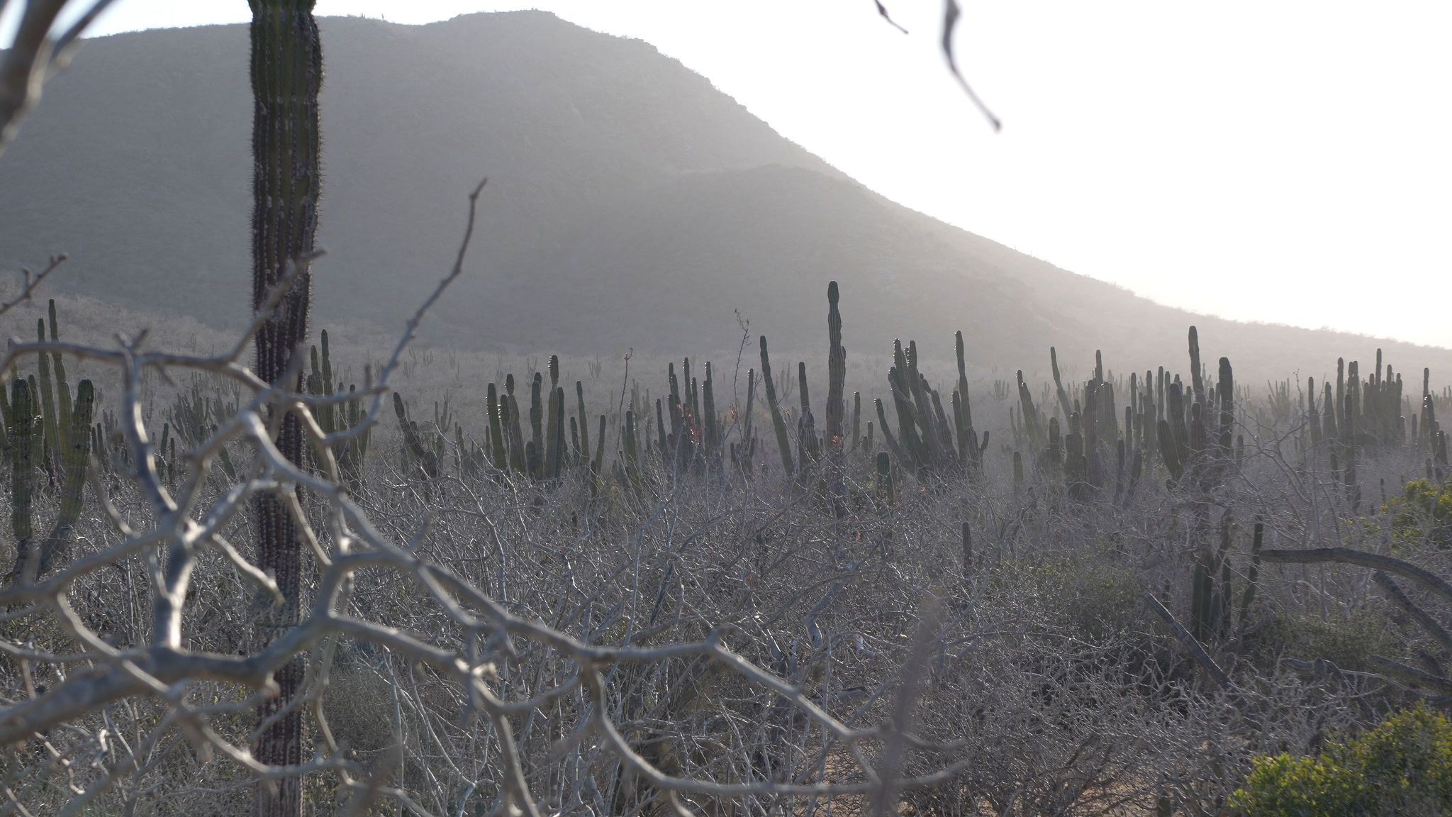 TRIBU Life — cardón cactus landscape in Baja California Sur